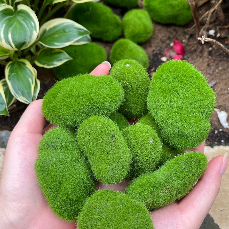 5/30 piezas de musgo artificia - Terrarium Moss Art reseña y precio