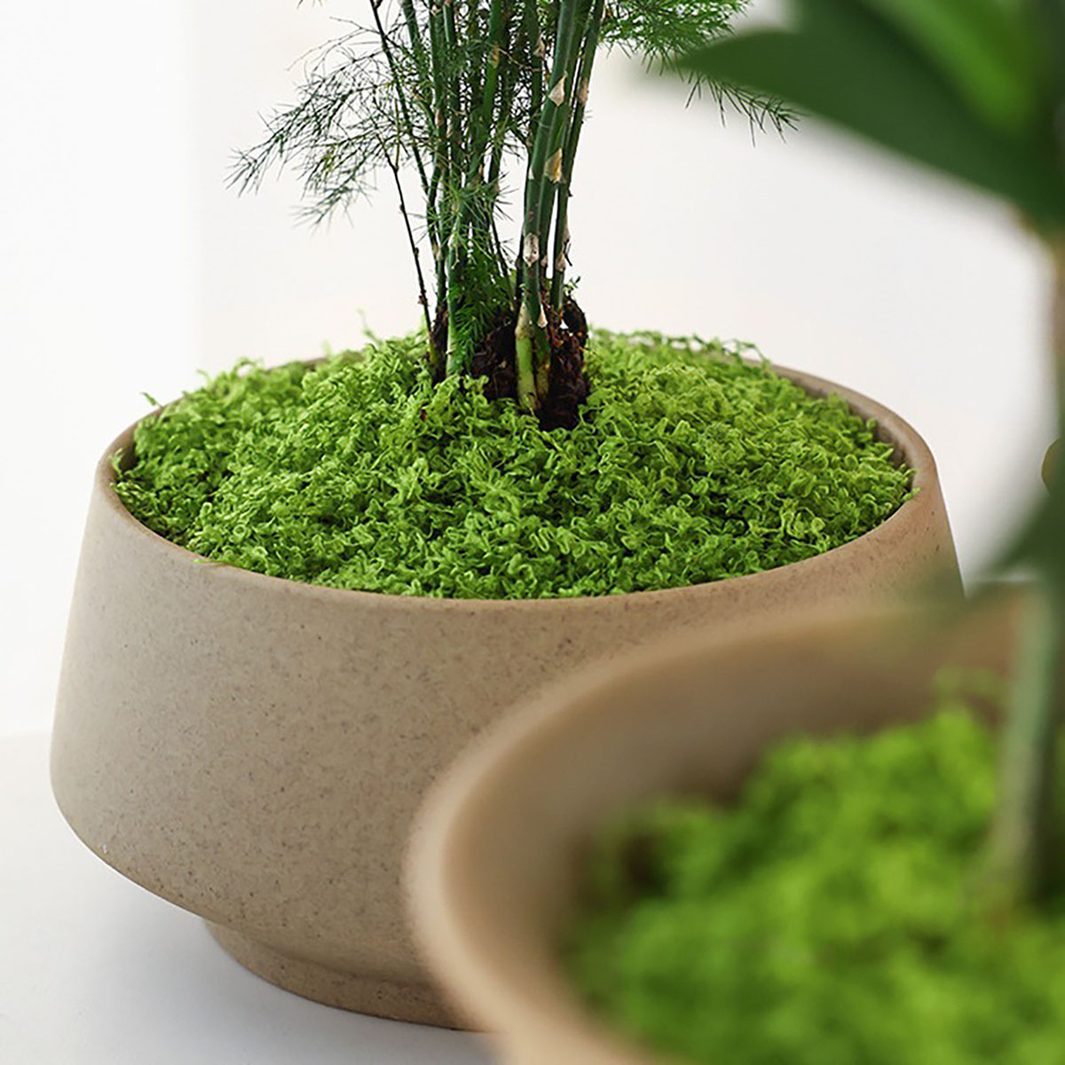Alrededor de 20 g de plantas v - Terrarium Moss Art reseña y precio