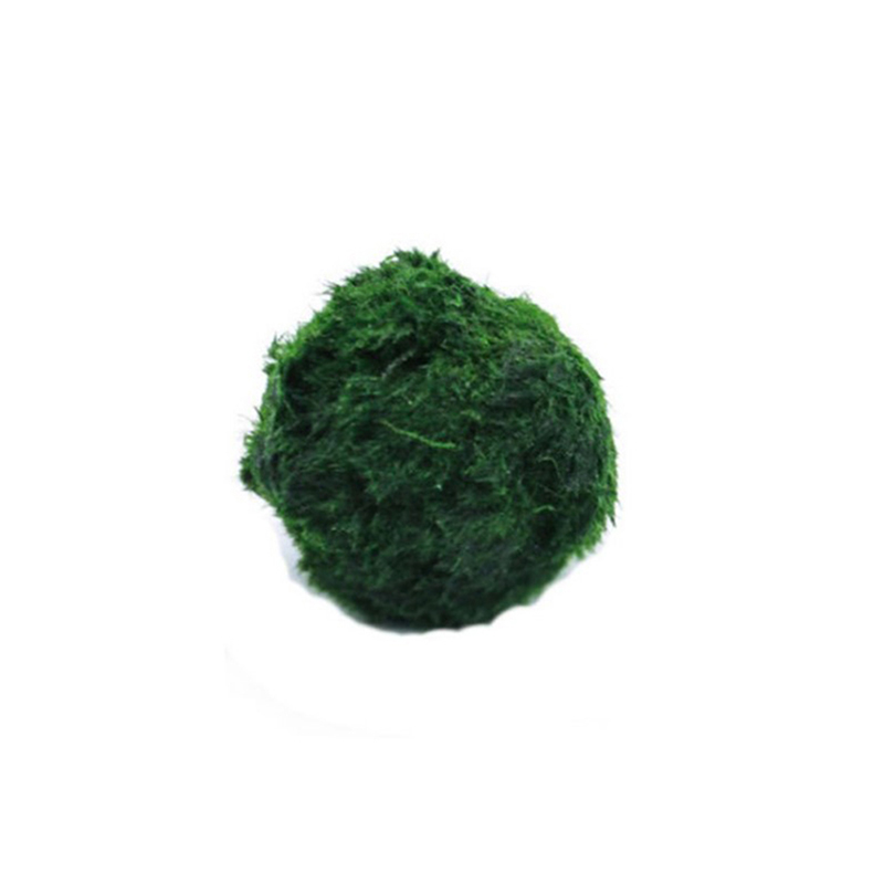 Bolas de musgo Marimo, planta  - Terrarium Moss Art reseña y precio